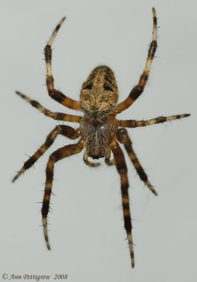 Orbweaver sp.