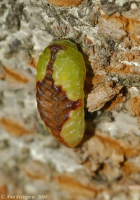 Red-buttoned Slug Moth (Tortricidia sp.)