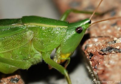 Conehead Katydid sp.
