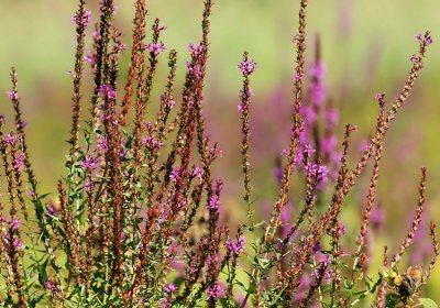 Purple Loosestrife