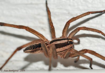 Wolf Spider