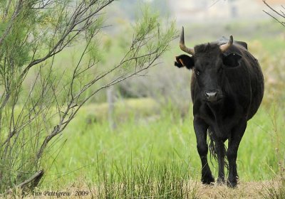 Bull of the Camargue