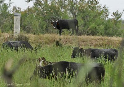 Bull with his Harem