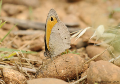 Meadow Brown 