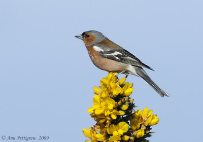 Chaffinch