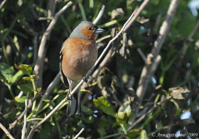 Chaffinch