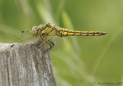 Black-tailed Skimmer (Orthetrum cancellatum)