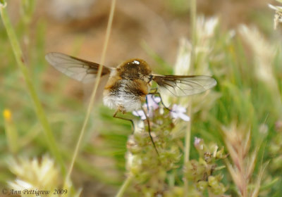 French Bee Fly