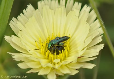 Thick-legged Flower Beetle