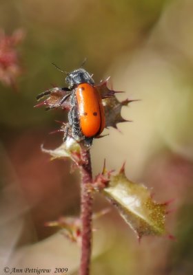 French Beetle