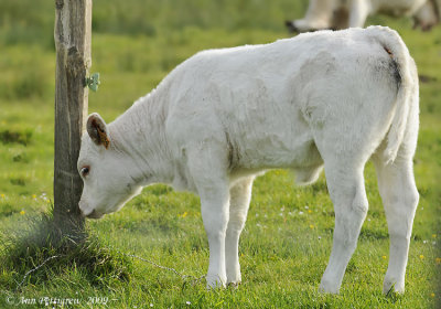 French Calf