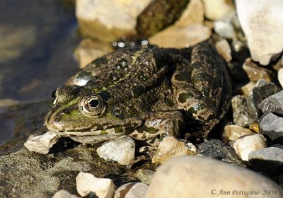 Green Frog (Rana esculenta)