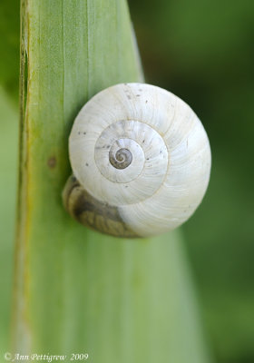 Garden Snail