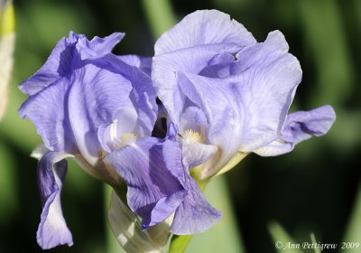 Iris