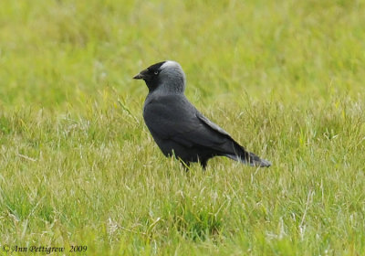 Jackdaw