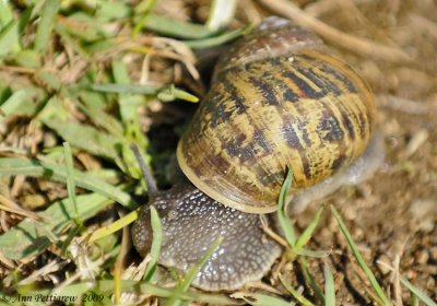 Land Snail