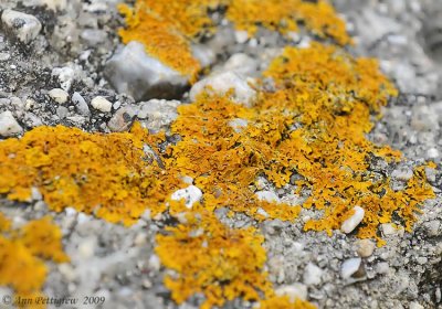 Lichen Close-Up