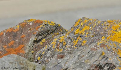 Lichen Covered Rock