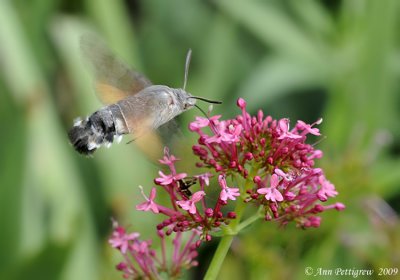 Macroglossum stellatarum