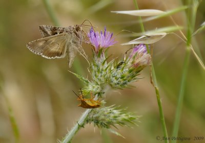 Moth and Friend