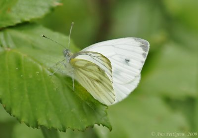 Mustard White