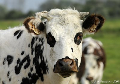 Normande Cow