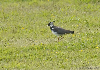 Northern Lapwing