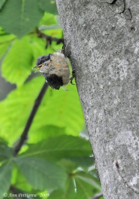 Nuthatch Fledgling