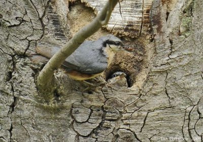 Parent & Fledgling Nuthatch