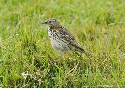 Pipit sp.