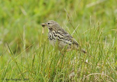 Pipit sp.