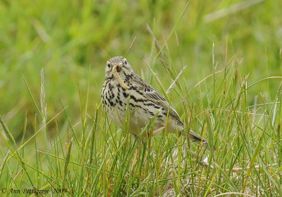 Pipit sp.