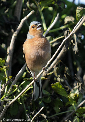 Singing Chaffinch