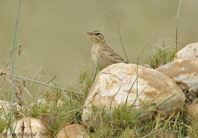 Tawny Pipit