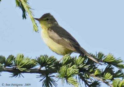 Willow Warbler