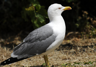 Yellow-footed Gull