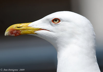 Yellow-footed Gull