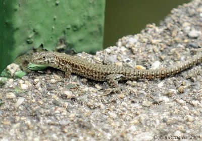 French Lizard