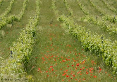 Grapes and Poppies