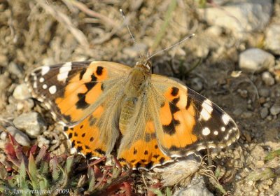 Painted Lady