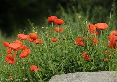 Poppy Field