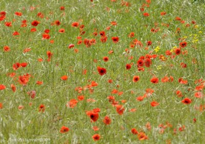 Poppy Field