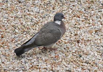 Wood Pigeon