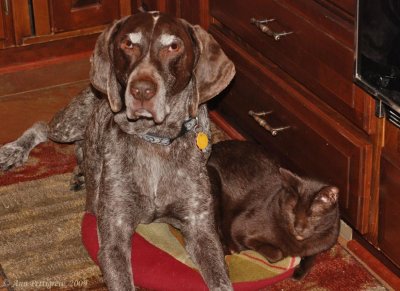 Sharing the Heat Vent