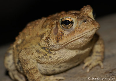 American Toad