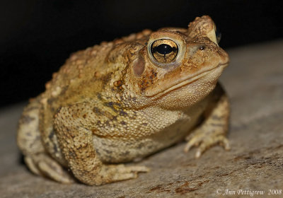 American Toad