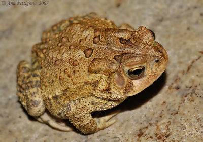 American Toad