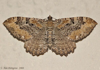 Barberry Geometer