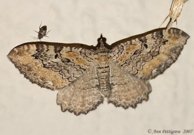 Barberry Geometer