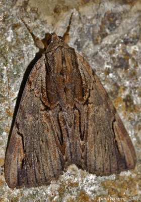 Ultronia Underwing